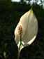 Spathiphyllum uxpanapense